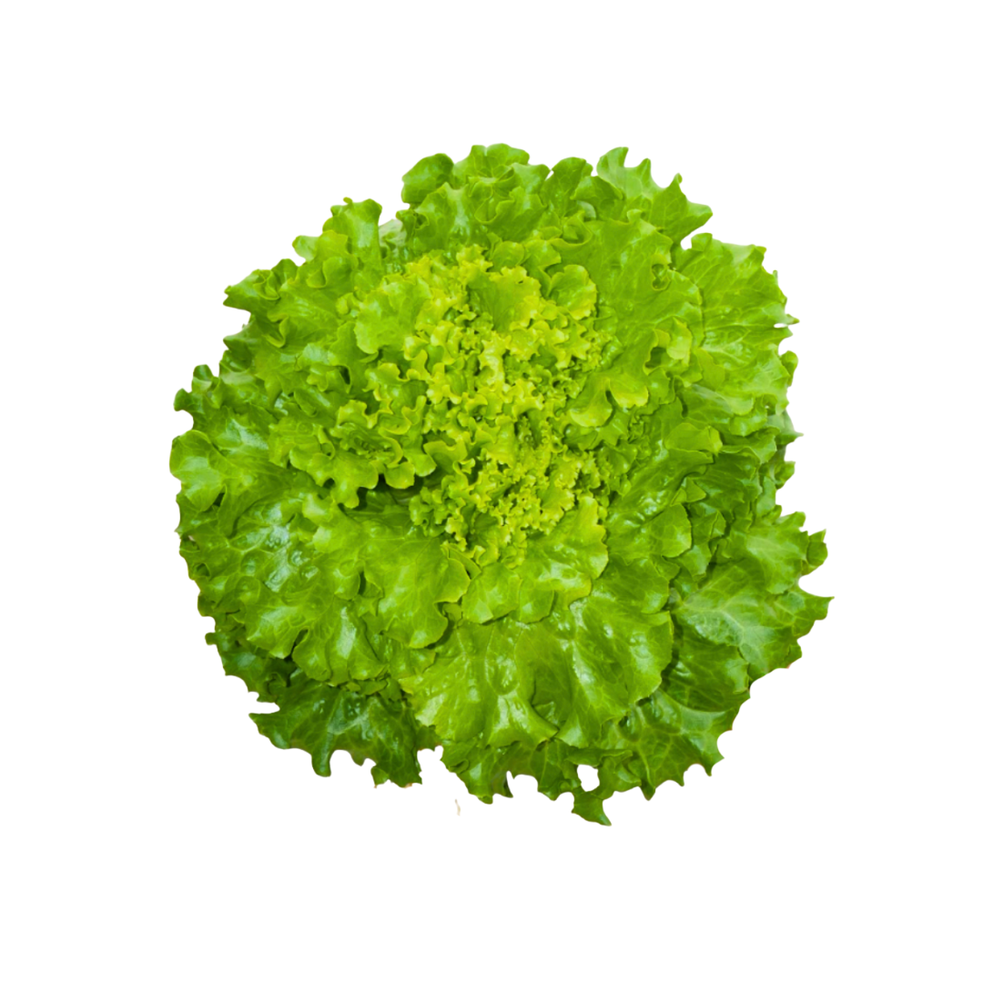 More Veggies Please Batavia Lettuce 180g More Veggies Please Batavia Lettuce 180g